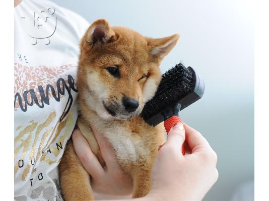 Shiba Inu